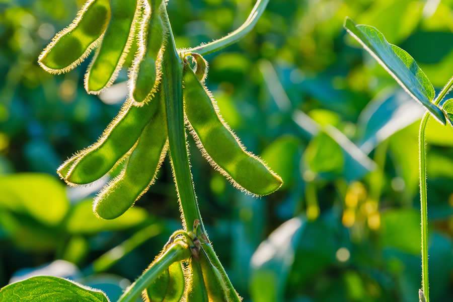 FMC apresenta soluções tecnológicas durante tour digital no Show Safra 2020