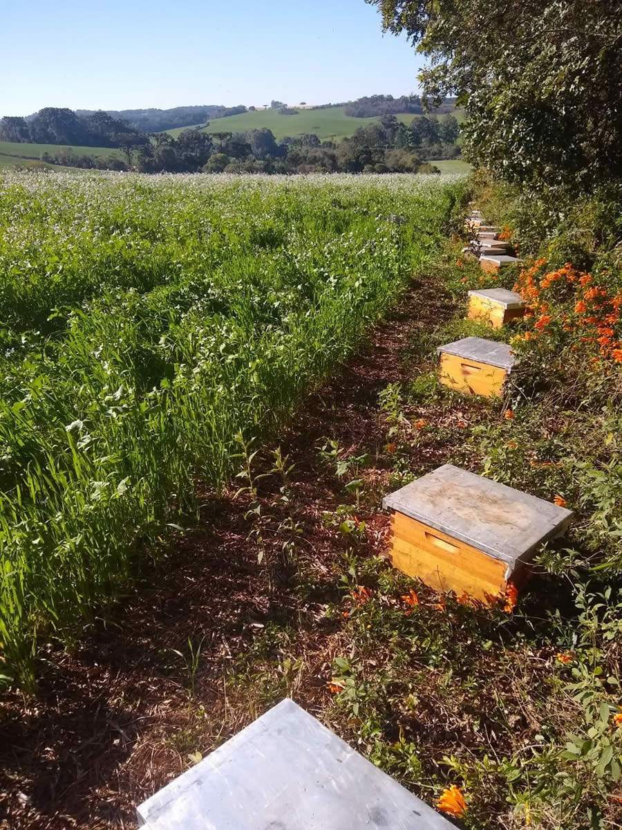 Polinizaçao na cultura do nabo