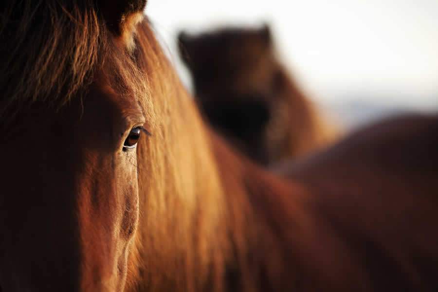 O desafio no controle da dor e inflamação em cavalos