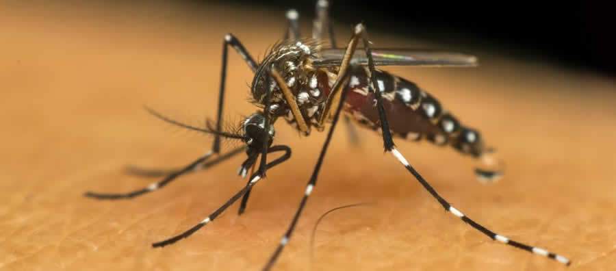 Arboviroses no Brasil e sa&uacute;de p&uacute;blica