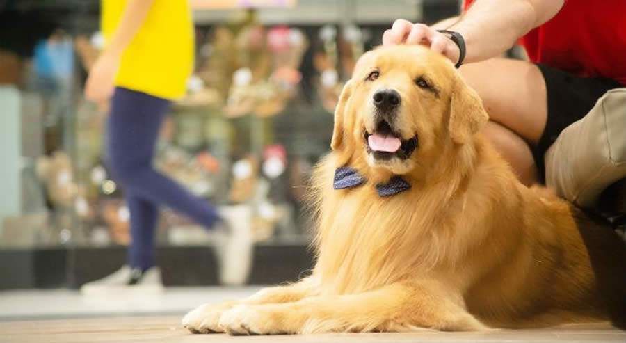 Catua&iacute; Shopping Maring&aacute; realiza evento recreativo e gratuito para pets neste fim de semana