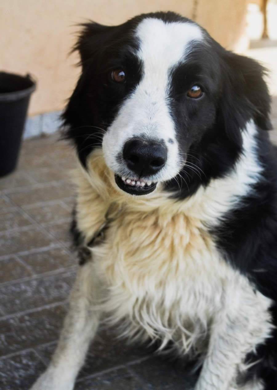 Marca de vinhos promove campanha de adoção responsável de pets com a ONG Adotar é Chic