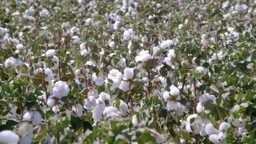 Netafim e Instituto Matogrossense do Algodão registram aumento de produtividade e rentabilidade do algodão em Sapezal (MT) irrigado por gotejamento subterrâneo