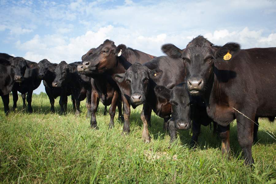 Tratamento rápido e certeiro contra infecções evitou perdas de até uma arroba por bovino ao mês, afirma pecuarista