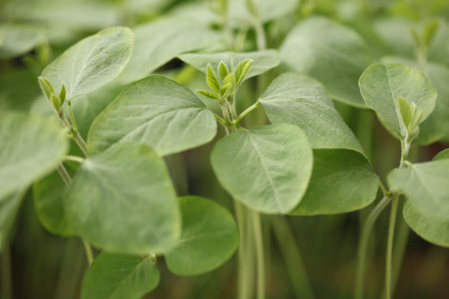 O mercado j&aacute; disp&otilde;e de tecnologias que entregam ativos necess&aacute;rios para garantir a blindagem da planta de forma cir&uacute;rgica - Fortgreen