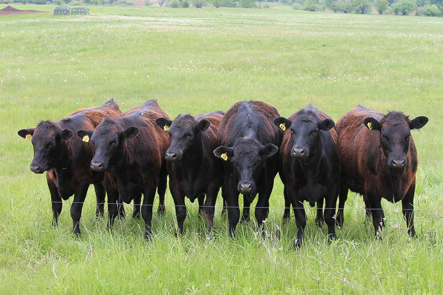 Pearson-Calor-e-chuvas-intensificam-infestacoes-de carrapatos-alerta-especialista-foto-divulgacao
