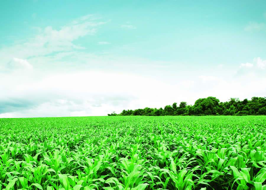 Mato Grosso se mantém atento ao preço do milho e aos futuros investimentos em produção - Foto Divulgação