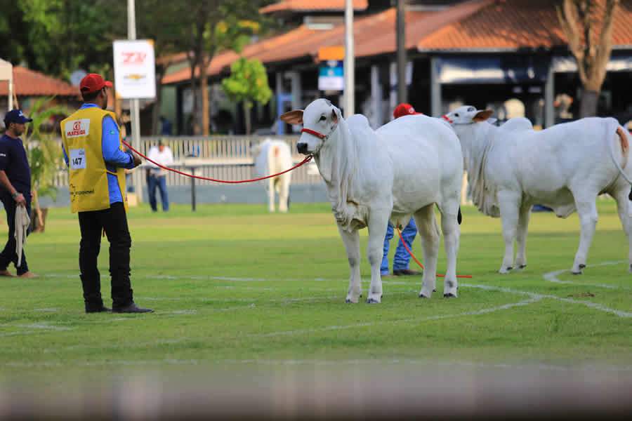 ACNB anuncia os grandes vencedores do Ranking Nacional Nelore e Nelore Mocho 2019/2020