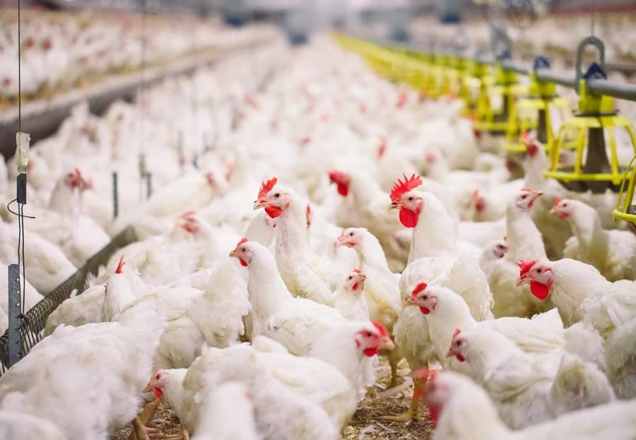 Gripe aviária é confirmada no Uruguai e torna produtos para remover e inativar os vírus mais fundamentais