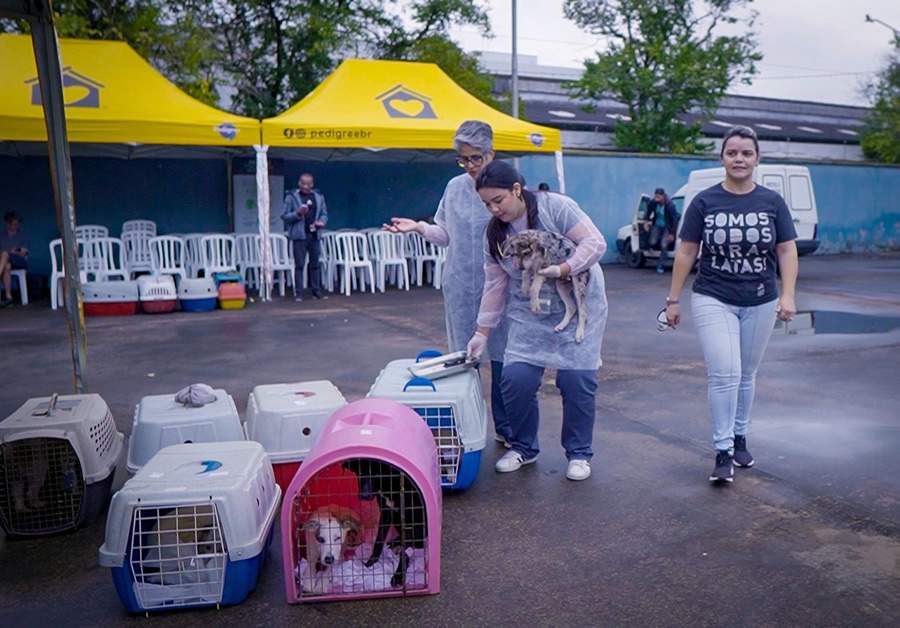 Projeto de Castra&ccedil;&atilde;o da Ampara &eacute; Reiniciado com o Apoio da Cobasi e da PEDIGREE&reg;