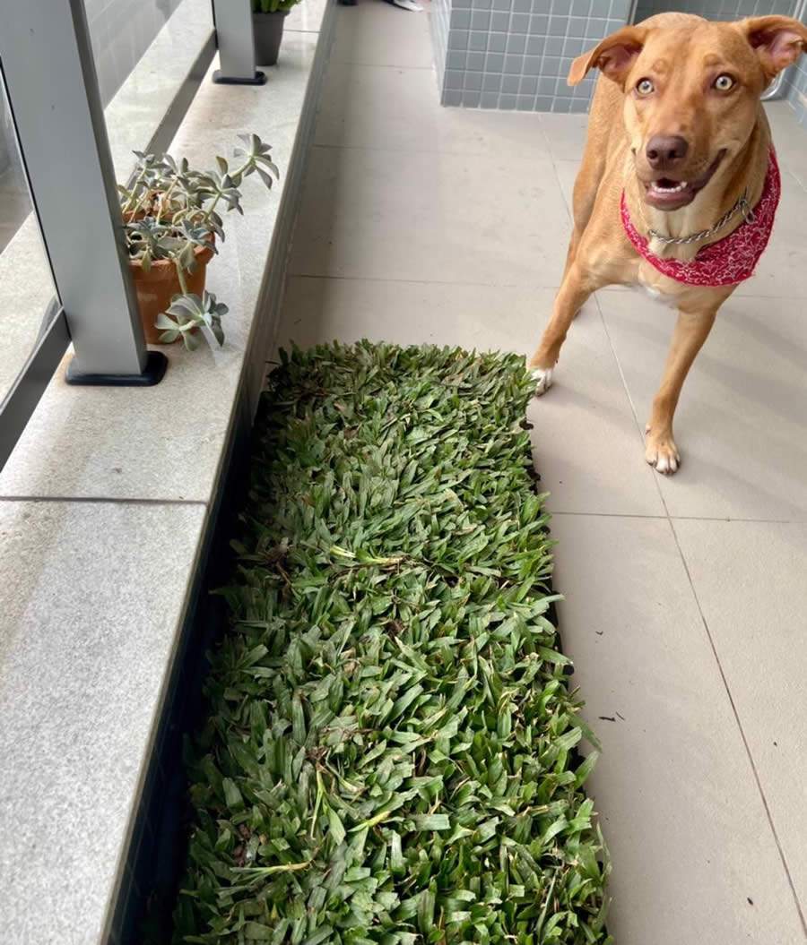 Ecotelhado desenvolve caixa de grama natural para Pet