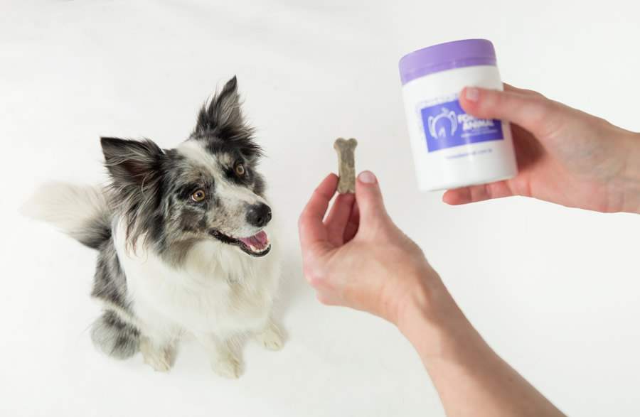 Pet recebendo remédio em forma de petisco - Divulgação