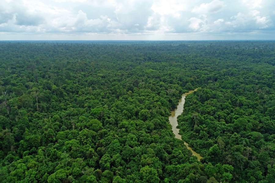 Hutan Harapan. Foto Hutan Harapan  Forest protection Team