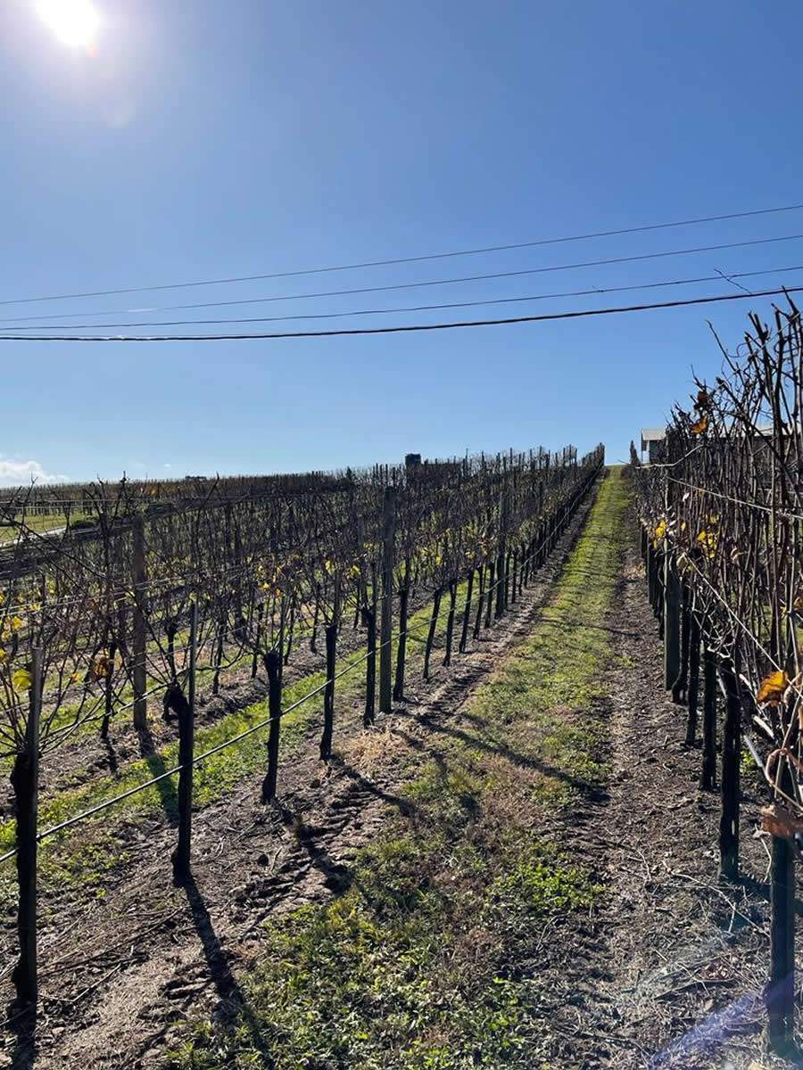 BELGO-Vitis-Aurora-Foto-Amanda-Dione-Divulgacao