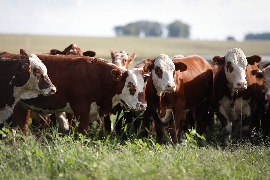Chegada do período de chuvas acende alerta para infecções em bovinos