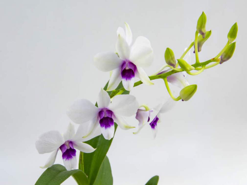 Orquídea Denphalaen