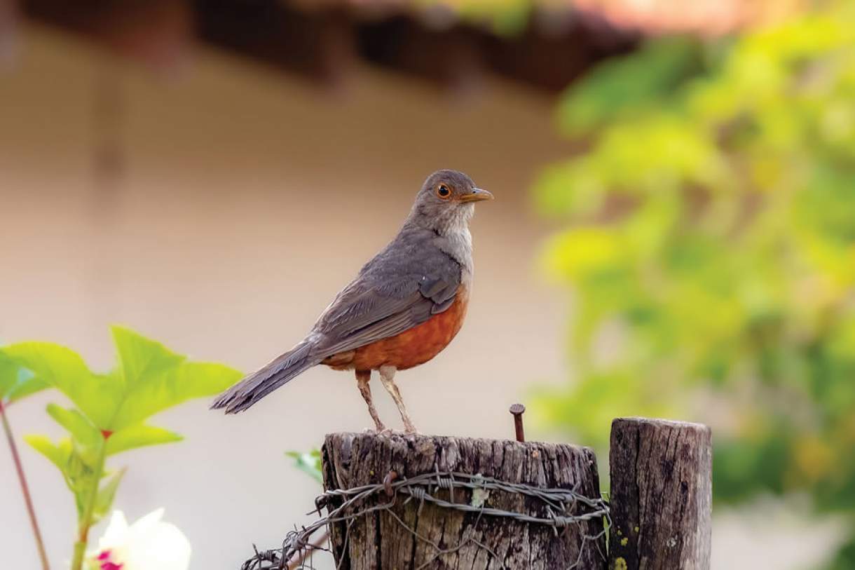 A natureza ajuda quem cedo madruga - Revista Encontro