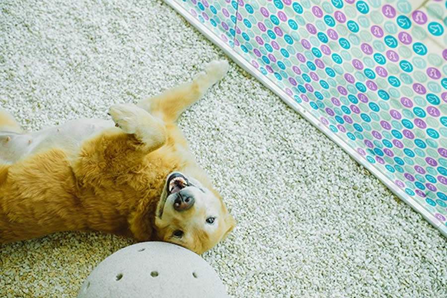 Cr&eacute;dito da foto: Melvin Quaresma