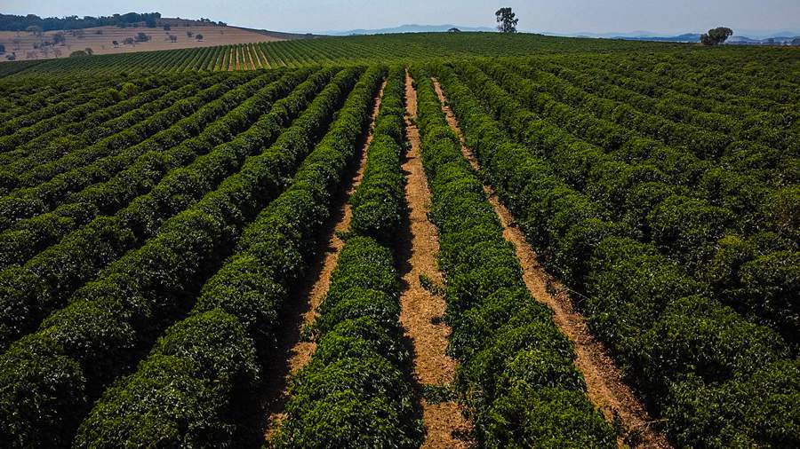 Divulgação Rivulis