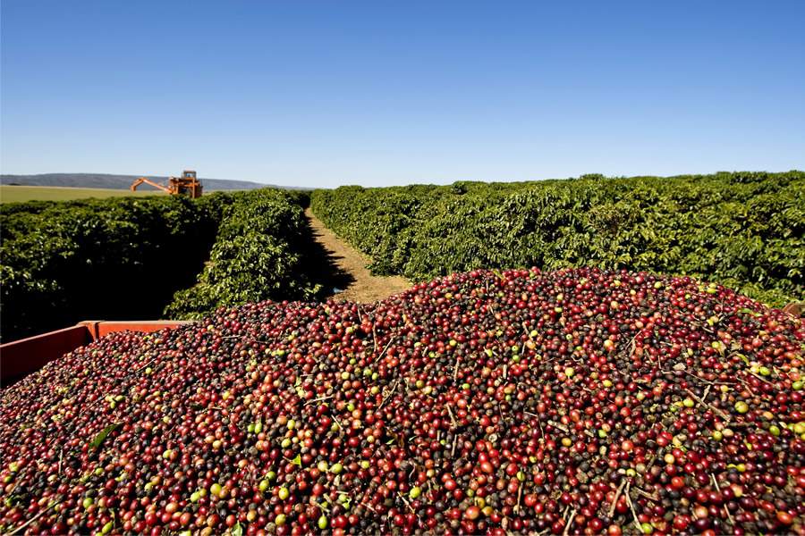 Ferrugem e broca: manejo assertivo no café é destaque da ADAMA na Femagri 2024