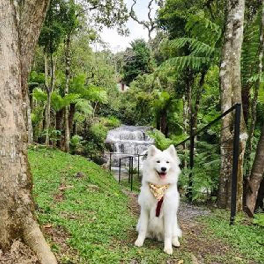 Cr&eacute;dito da Imagem: Instagram sammy.poms / https://www.instagram.com/sammy.poms/ 