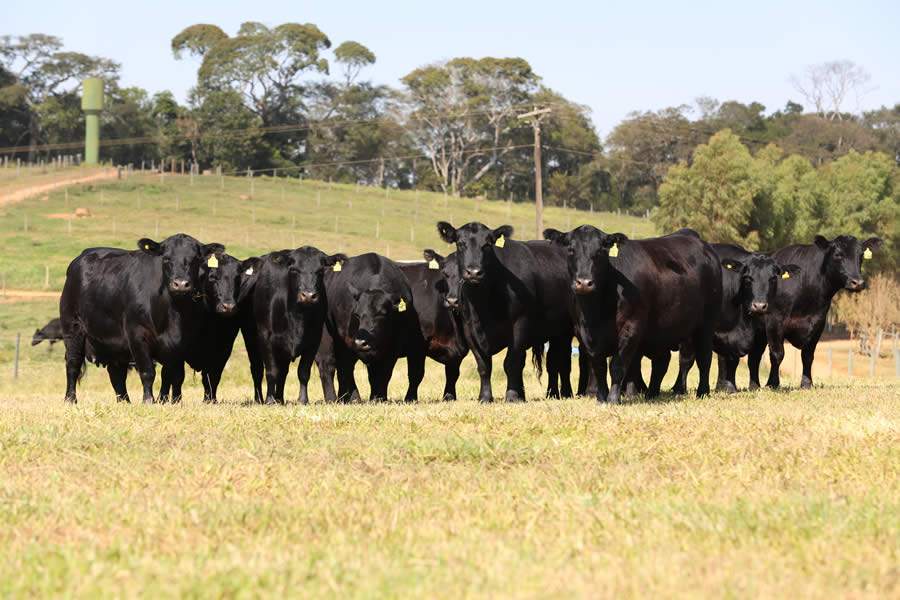 CB Genetics vende 1.000 embri&otilde;es e s&ecirc;men de Angus, Brangus, Brahman e Nelore, em 03.06