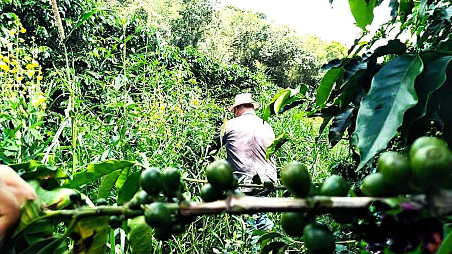 Mix de plantas de cobertura nas entrelinhas do caf&eacute; - Divulga&ccedil;&atilde;o