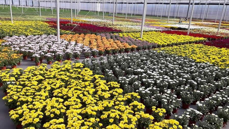 Produ&ccedil;&atilde;o de flores - Divulga&ccedil;&atilde;o