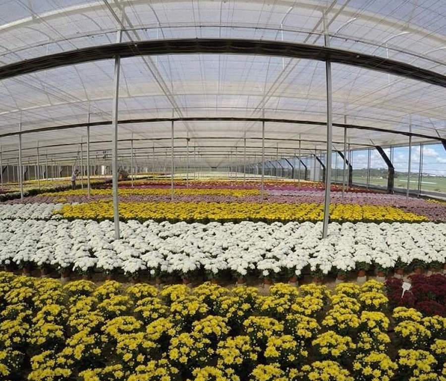 Estufa de cris&acirc;ntemos em Holambra - Rancho Ra&iacute;zes