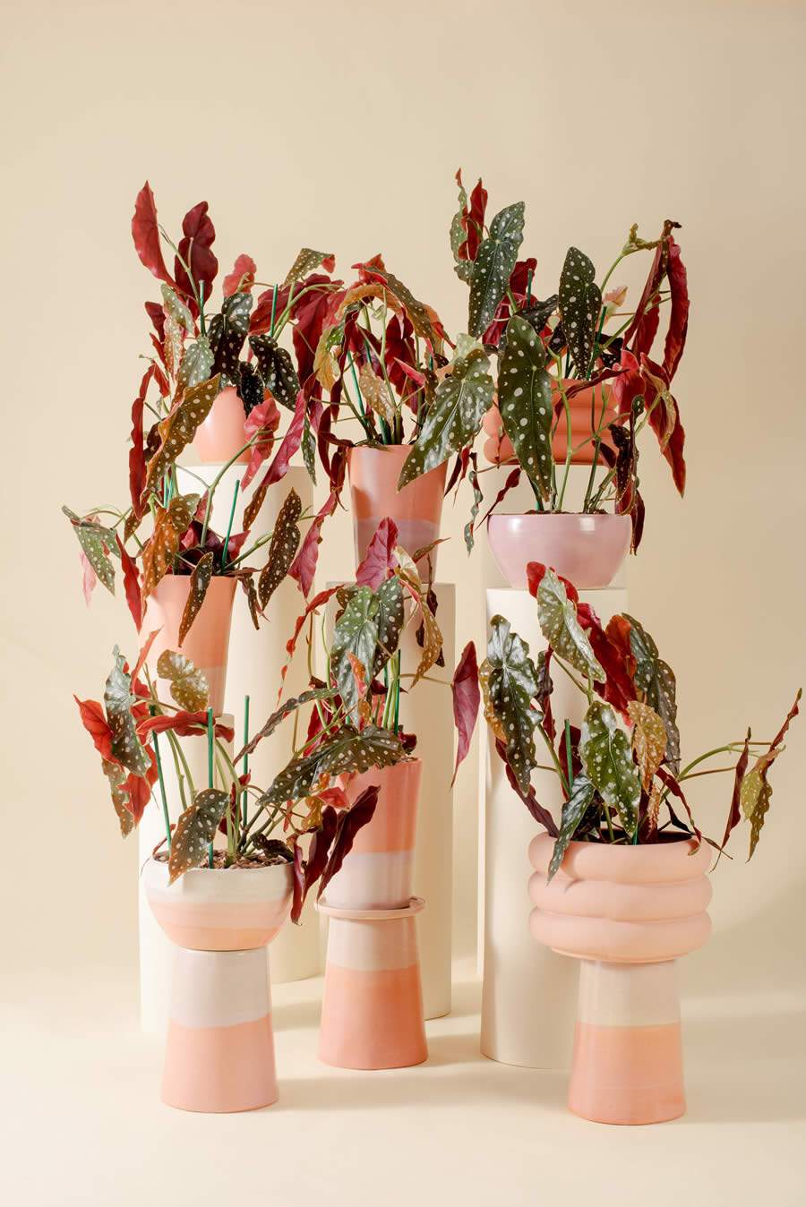 Beg&ocirc;nia maculata: descubra como cuidar da planta com &lsquo;estampa&rsquo; de bolinhas, que &eacute; a queridinha dos amantes de paisagismo