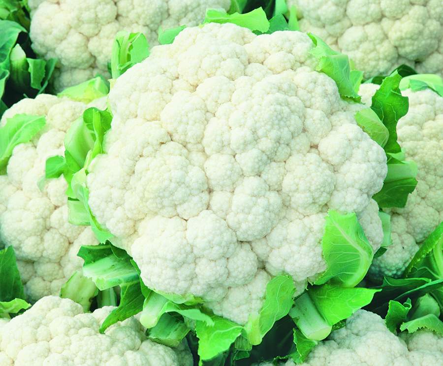 Couve-flor Nevasca F1, da linha TSV Sementes - Agristar do Brasil