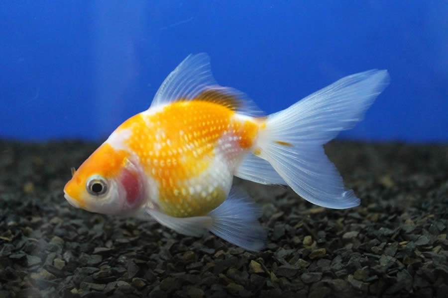 Foto: Fabr&iacute;cio Rezende