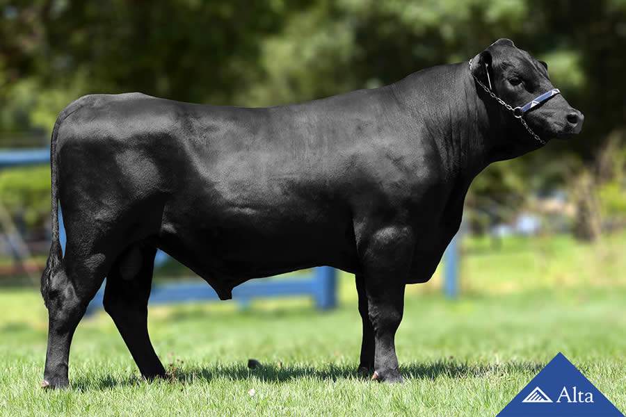 Alta investe em touros de genética superior da raça Aberdeen Angus e já comercializa o sêmen no mercado brasileiro