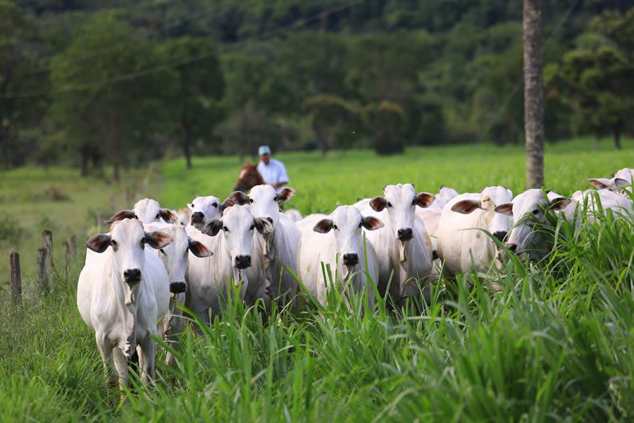 Pecuarista deve estar atento à nutrição de matrizes para construir uma melhor condição corporal, para que as vacas estejam bem para parir na seca - Connan