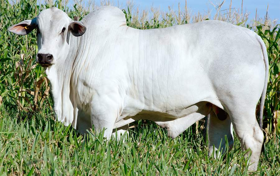 Mais um bezerro de sobreano da marca CV é contratado por central