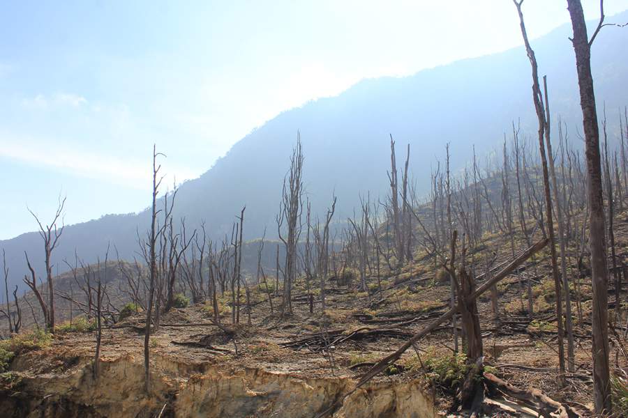 Desmatamento ilegal - Divulgação