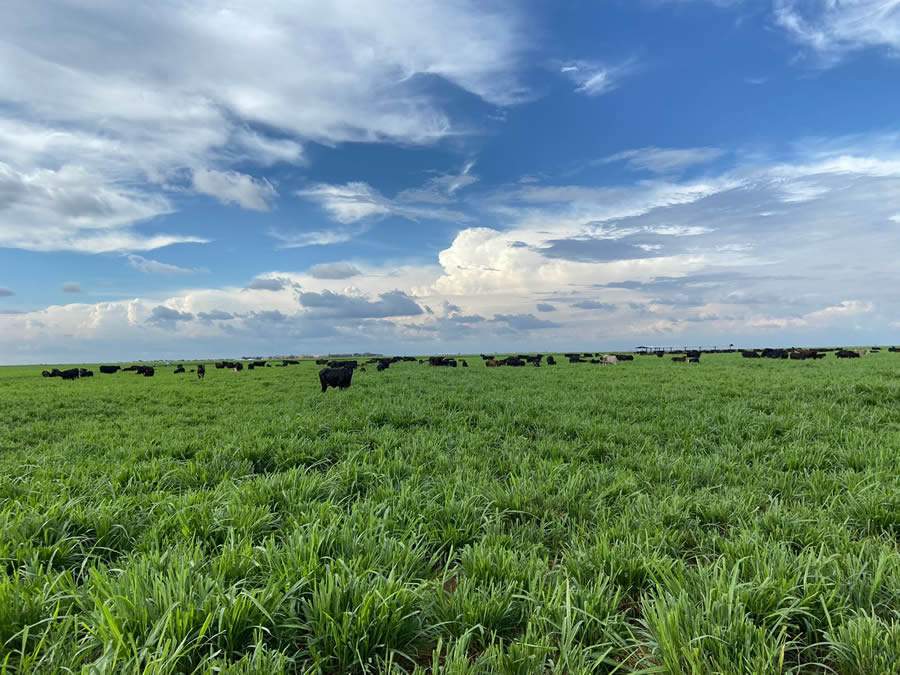 Medição de massa de forragem por satélite amplia o desempenho do gado de corte - Prodap