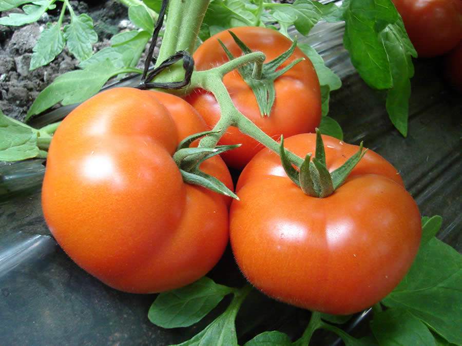 Tomate Compack possui elevado potencial produtivo