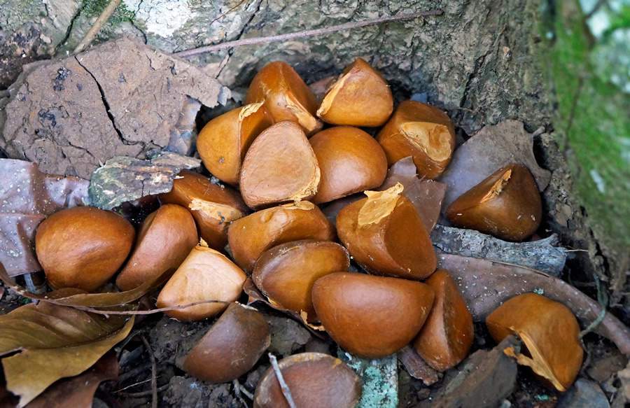 &ldquo;Projeto Yb&aacute;&rdquo; identifica 17 esp&eacute;cies de bioativos da Floresta Amaz&ocirc;nica para a ind&uacute;stria cosm&eacute;tica &ndash; quatro deles de interesse da Natura