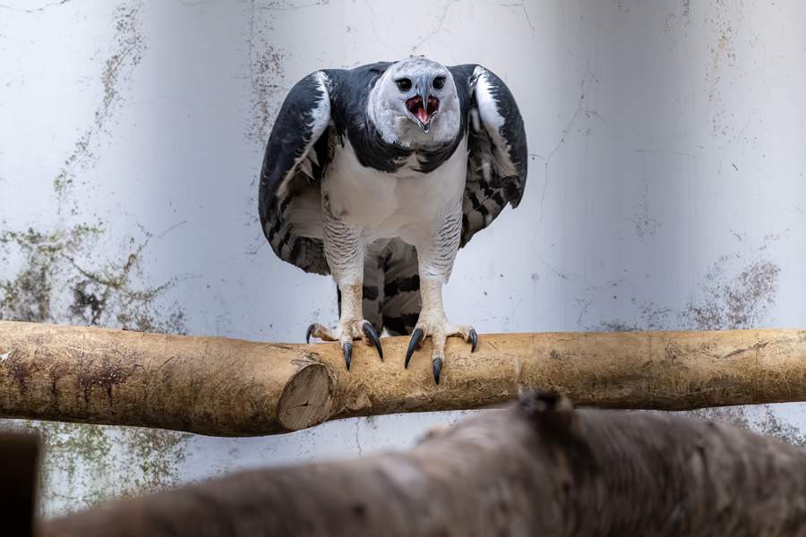 (Crédito das fotos: William Brisida/Itaipu Binacional)