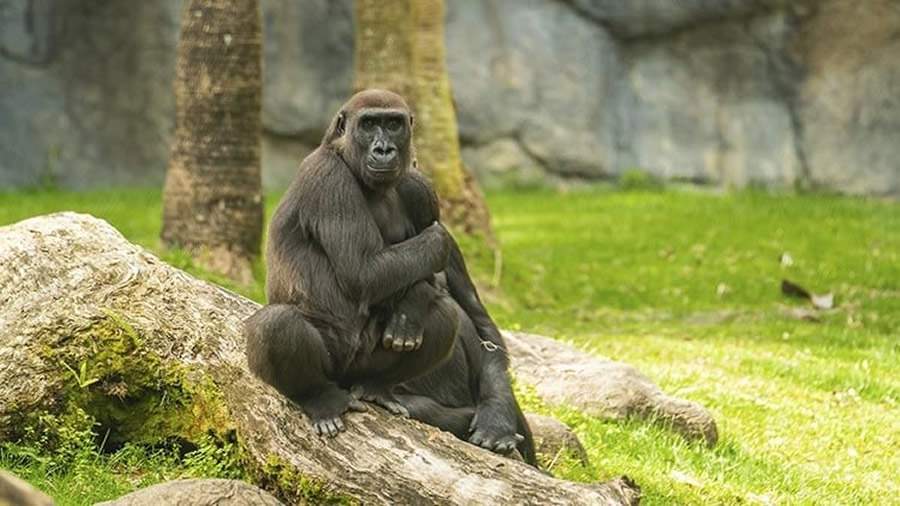 Busch Gardens Tampa Bay celebra Dia da Terra com programa&ccedil;&atilde;o especial e educativa