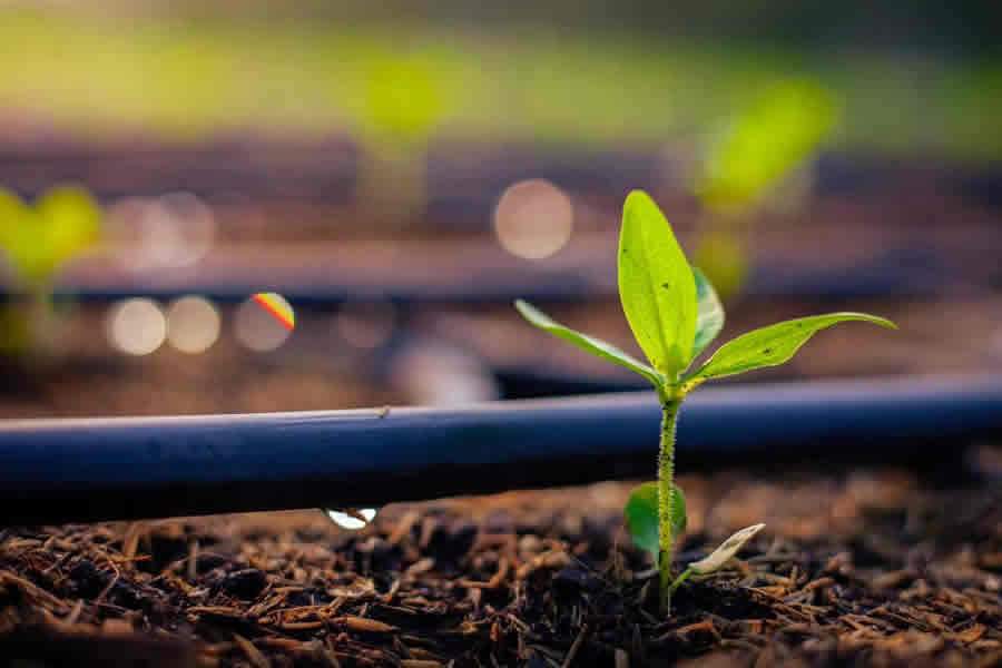 Sistema por gotejamento oferece um custo operacional bem menor, pode chegar a 100% da área plantada, seu uso não se limita pelo tipo de topografia do terreno - Divulgação