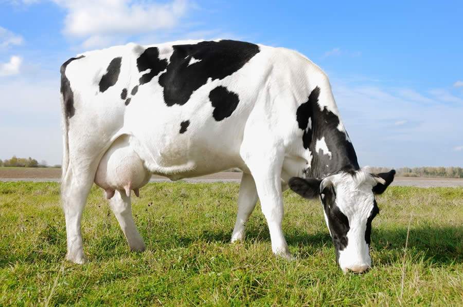 Sem tratamento adequado, mastite pode reduzir produção leiteira em 40%. Problema é intenso no verão
