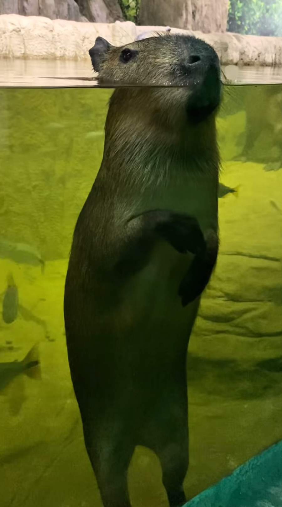 (Divulgação Oceanic Aquarium)