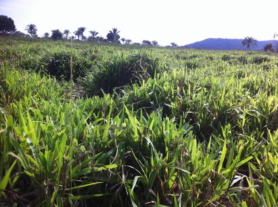Integração Lavoura Pecuária: uso de semente incrustada garante maior produção de forragem