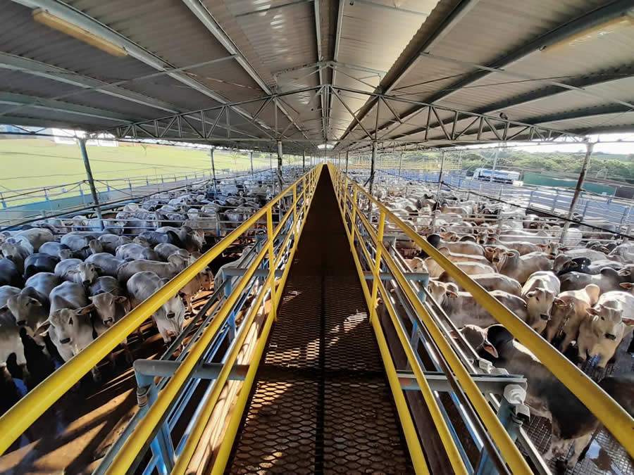 Nelore anuncia 32 etapas da 24ª edição do Circuito Nelore de Qualidade