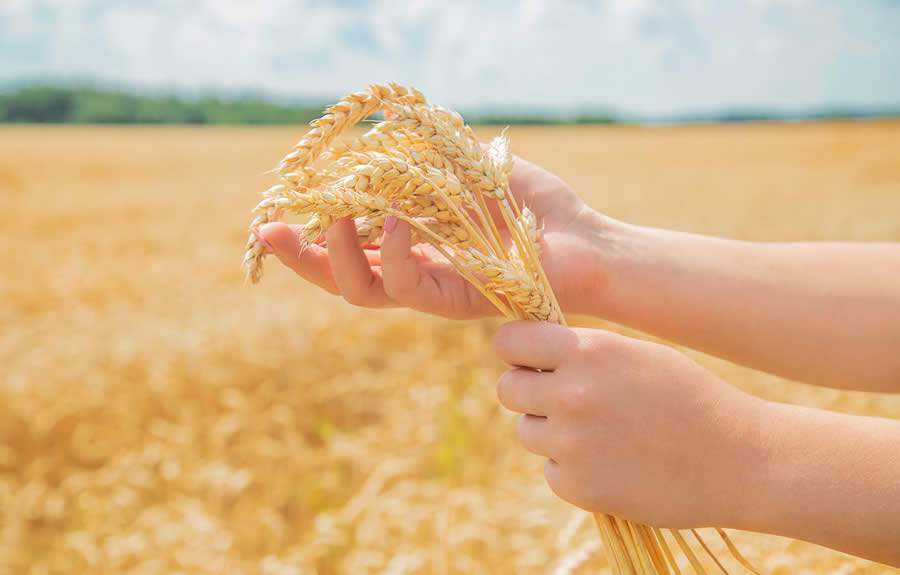 Inoculante proporciona mais eficiência no cultivo de trigo