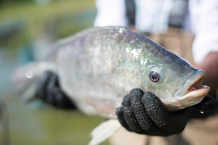 PeixeBR_Workshop-Noruega-Brasil-Foto-Wenderson-Araujo-CNA-Brasil