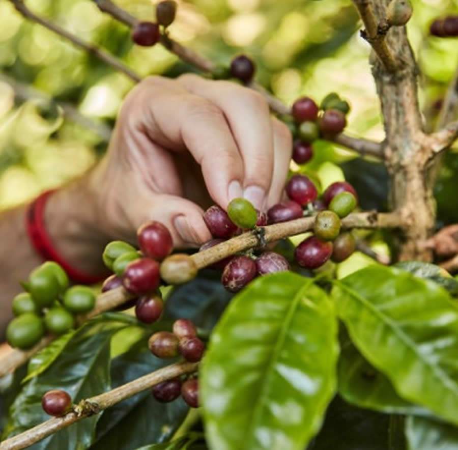 Burson Cohn &amp; Wolfe  