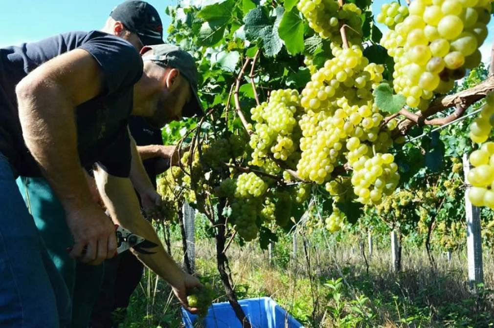 Produção de uvas da Cooperativa Vinícola Garibaldi - Crédito Cassius A Fanti